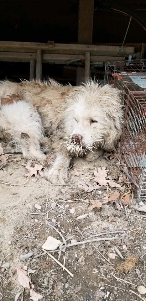 Rescued Starving Stray Dogs Suffering With Quills In Their Faces Pet