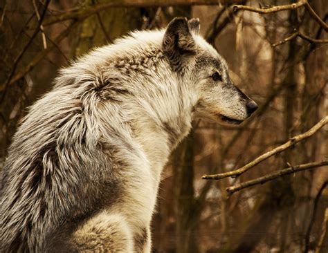 Carnivore hunting policy does not always align with science, say