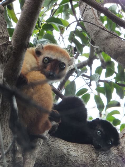 Sahamalaza Iles Radama National Park Lemur Conservation Association
