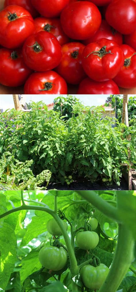 5 Secrets To Grow Tomatoes 100 Lbs In 20 Square Feet A Piece Of Rainbow