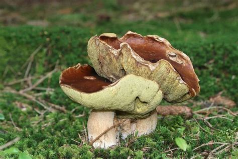 5 Common Mushrooms In Utah Star Mushroom Farms