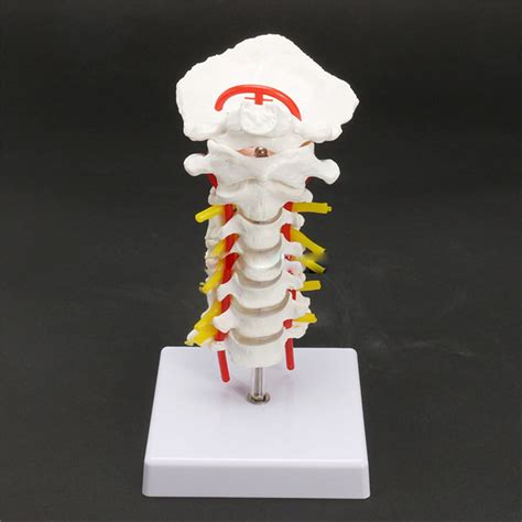 Buy 1pc Life Size Humanskull Skeleton Cervical Vertebra Arteria Spine