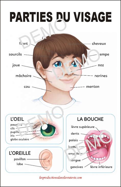 Affiche Parties du visage téléchargeable Ressources pédagogiques