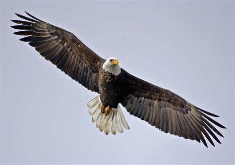 Bald Eagle Wallpapers 63 Images