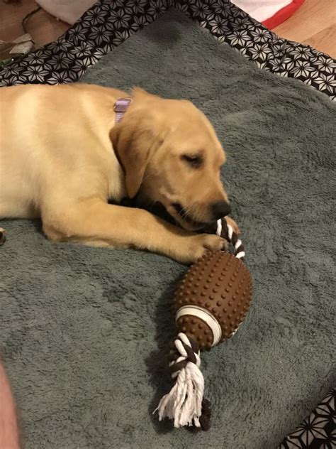 Springfield is the capital of the u.s. Yellow Lab Puppy for Free in Springfield, Illinois