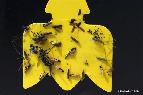 Ungezieferbekämpfung in haus, garten und co. Faszinierend Fliegende Ameisen Im Haus Bild - Bilder und ...