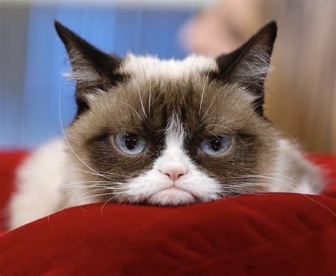 10 Cosas Que No Sabías De Grumpy Cat La Noticia