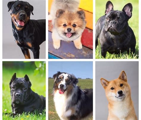 27 Low Maintenance Dog Breeds For People With Super Hectic Lives