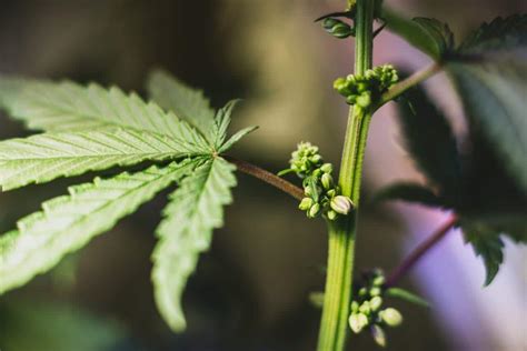 Cannabis Sexing Ultimate Guide Premium Cultivars