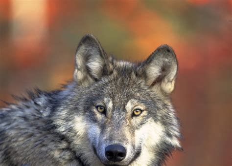 Wolf Howl Center For Biological Diversity Goes To Court For Mexican