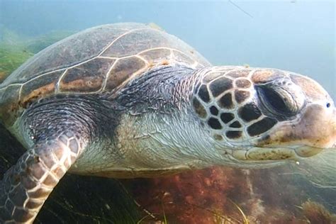 Sea Turtles In La Jolla The Secret Snorkeling Spot