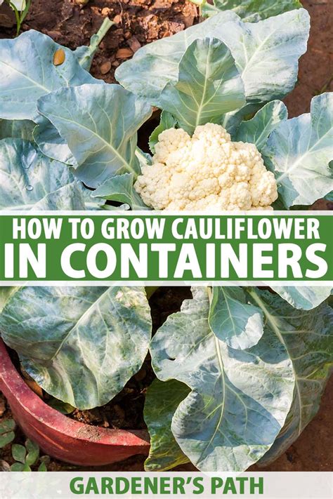 How To Grow Cauliflower In Containers Gardeners Path