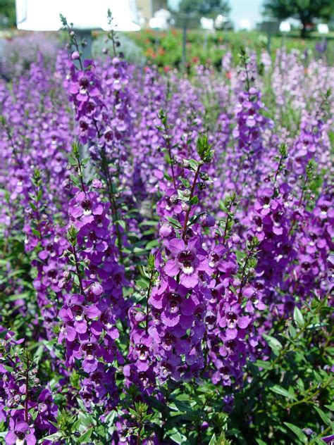 Angelonia Serena Mixed F1 The First Seed Grown Angelonia Pretty Well