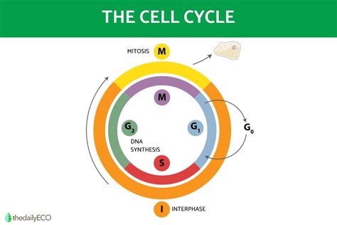 Phases Of The Cell Cycle Summary Of Cell Cycle Stages With Diagrams