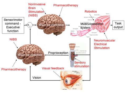 Neurophys4neurorehab Development Of Neurophysiological Test Setup For