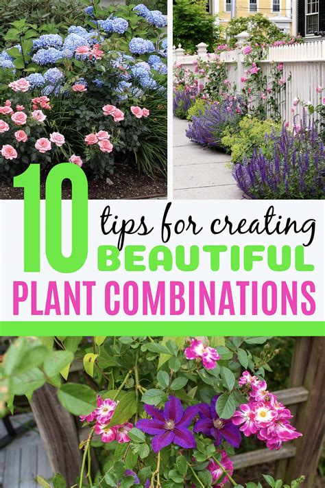 Plant Combinations 10 Tips For Creating Flower Combinations That Work