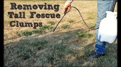 How To Remove Tall Fescue Clumps In Your Lawn Youtube