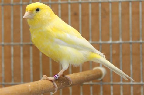 We have many colors, from reds, bronze reds (great singer), frosted bronze (great singer), mosaics, intense yellows, whites, and spanish timbratos (bred for their elegant song). Joe's Canaries - Russian Canaries | Russian Canary