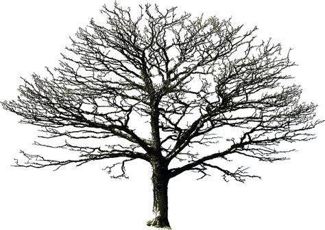 Tree Transparent File Png All Png All