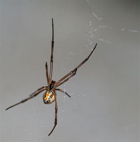 Female Latrodectus Geometricus Commonly Known As The Brown Widow
