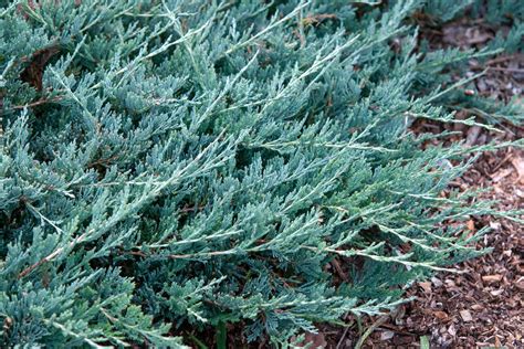 Creeping Juniper Juniperus Horizontalis Care And Growing Guide