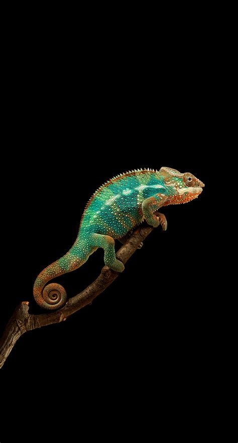 Chameleon Hd Iphone Wallpapers Wallpaper Cave