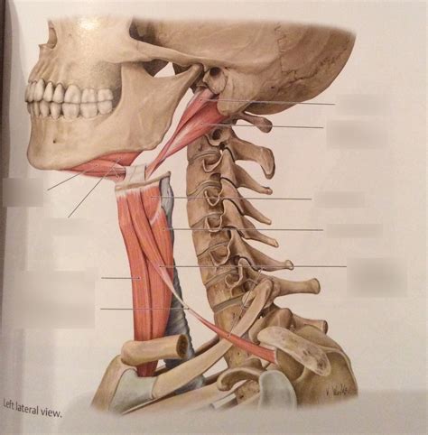Suprahyoid And Infrahyoid Muscles Diagram Quizlet