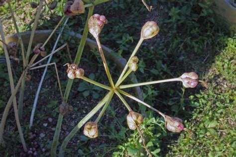 photo of the fruit of naked lady amaryllis belladonna posted by ruuddeblock