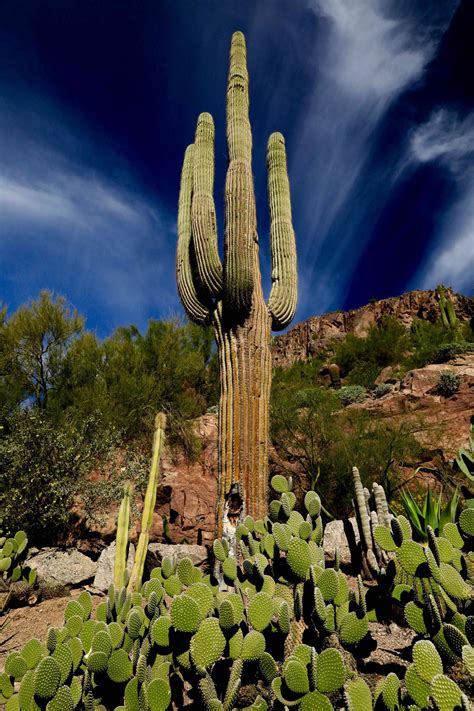 There are a lot of similar ones that don't get their defining features until they get a little bigger, and i there are several groups of plants that look like typical cactuses but which are not directly related, which come from madagascar, southern africa or. Photo of the Day 2017 - Photography by Steve Quayle