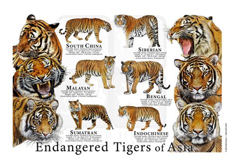 Endangered Tigers Of Asia Endangered Tigers Malayan Tiger Sumatran