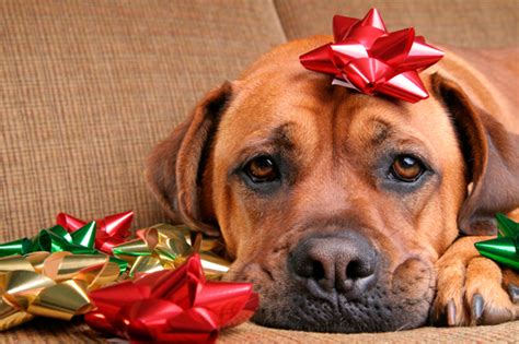 Holidays Present Hazards For Pets