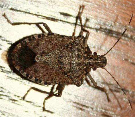 Brown Marmorated Stink Bug Bugguidenet