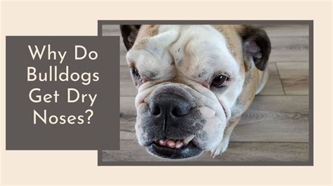 Why Do Bulldogs Get Dry Noses 3 Culprits To A Dry Nose Plus Remedies