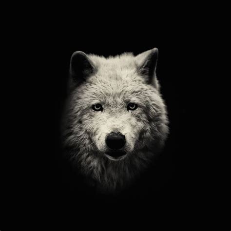 Beautiful Dark Art Wolf Ifttt1bkdeph Tiere Wild
