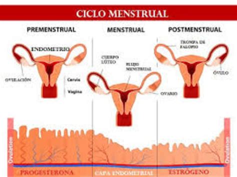 CAMBIOS FEMENINOS DURANTE LA PUBERTAD Timeline Timetoast Timelines