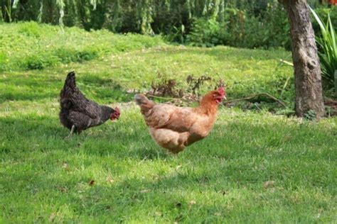 What Do Pasture Raised Chickens Eat Heres Why It Matters In 2022