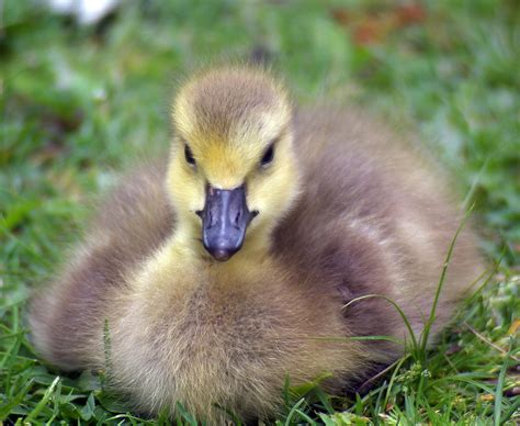 Just. Try. To. Resist. My. Cuteness. | Baby Canada Goose, Ro… | Flickr