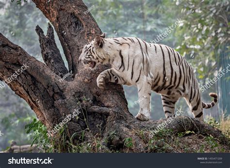White Tiger Climbing Tree Stock Photo 1455471209 Shutterstock