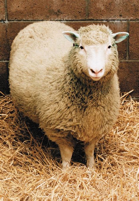 July 5 1966 The Worlds Most Famous Sheep Dolly Was Born At The