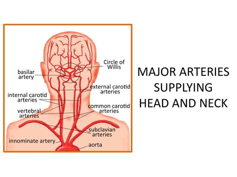Cca typically divides at the level of c3 or c4 vertebral. PPT - MAJOR ARTERIES SUPPLYING HEAD AND NECK PowerPoint ...