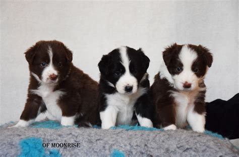 Amazing Border Collie Puppies For Sale Collie Puppies For Sale Border