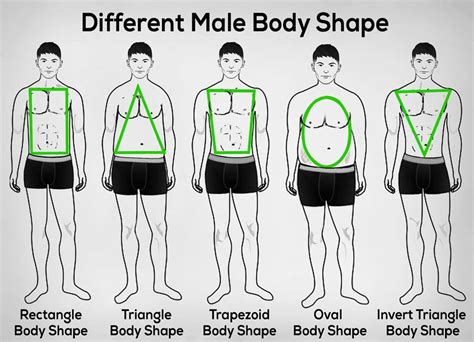 Male Body Types Chart Drawing The Ultimate Guide To Male Body Types