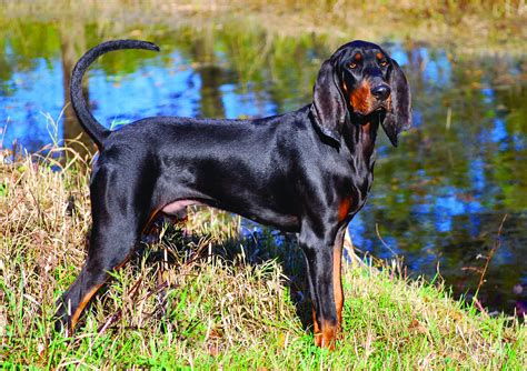 Black And Tan Coonhound Dog Breed History And Some Interesting Facts