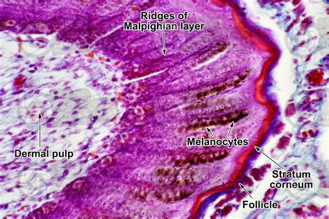 Gallus Gallus Domesticus Chicken Skin And Epidermis Vertical Section