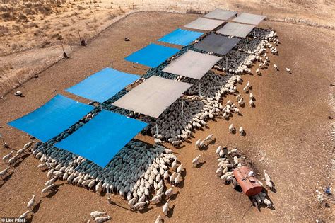 Video Timelapse Drone Footage Shows Israeli Flock Of Sheep Daily