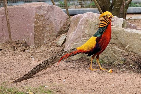 5 Most Beautiful Pheasant Bird And How To Breed Them By Pets Of Usa