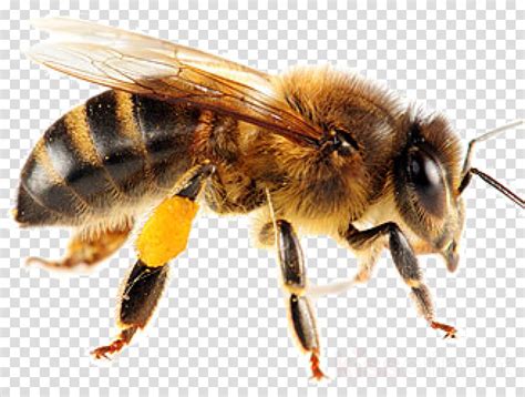 Clipart Bee Png Hd Transparent Png