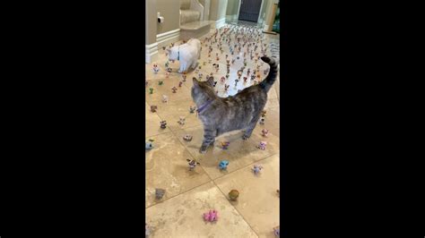 The Most Famous Cat On Instagram Nala The Cat Videoi Nala Cat Playing