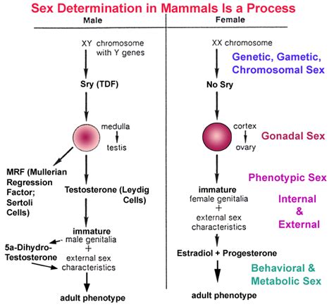 Sex Determination In Mammals Coordination By The Endocrine System