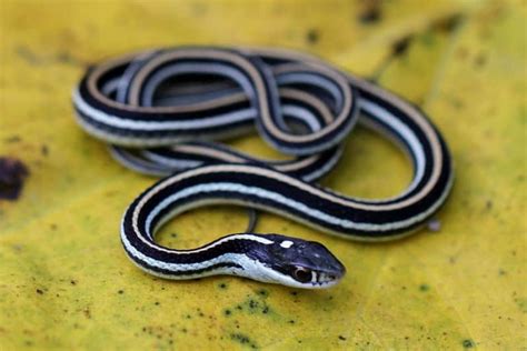 Black And White Snakes With Strips And Spots Tinyphant